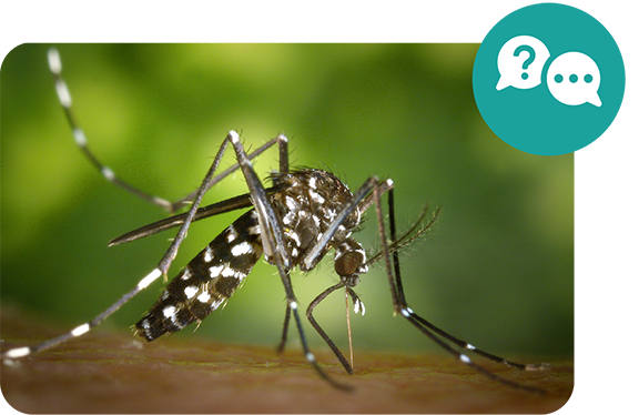 What's the Difference Between Dengue NS1 and IgG/IgM Tests?